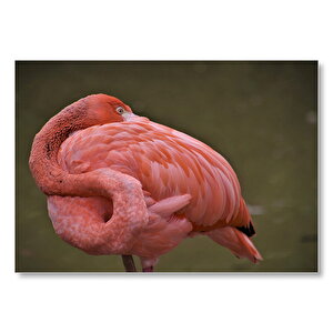 Kendine Sarınarak Dinlenen Flamingo Mdf Ahşap Tablo 25x35 cm