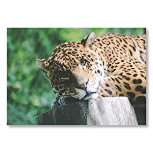 Kütüğün Üzerinde Dinlenen Leopar Yakın Çekim Mdf Ahşap Tablo 35x50 cm