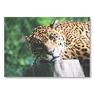 Kütüğün Üzerinde Dinlenen Leopar Yakın Çekim Mdf Ahşap Tablo 35x50 cm