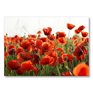 Çayırda Kırmızı Gelincikler Mdf Ahşap Tablo 50x70 cm