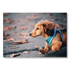 Koşan Sevimli Kahverengi Köpek Mdf Ahşap Tablo 50x70 cm