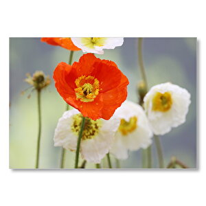Kırmızı Ve Beyaz Gelincikler Yakın Çekim Mdf Ahşap Tablo 25x35 cm