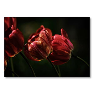 Kırmızı Gelincikler Karanlık Arka Plan Mdf Ahşap Tablo 35x50 cm