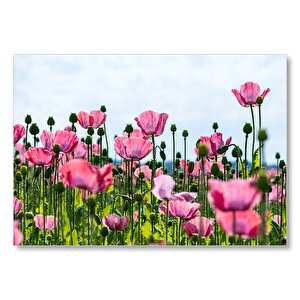 Çayırda Pembe Gelincikler Ve Gökyüzü Mdf Ahşap Tablo 25x35 cm