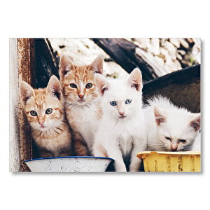 Eski Pencerede Sarı Ve Beyaz Yavru Kediler Mdf Ahşap Tablo 25x35 cm