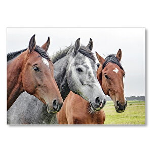 Çayırda Kahverengi Ve Gri Atlar Yakın Çekim Mdf Ahşap Tablo