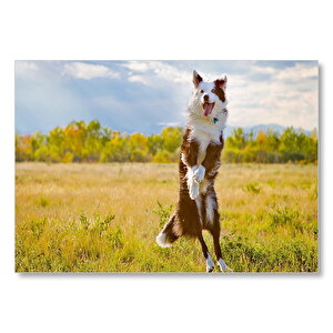 Sarı Çayırda Zıplayan Kahverengi Beyaz Köpek Mdf Ahşap Tablo 25x35 cm