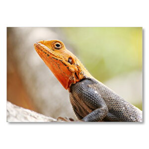 Turuncu Başlı Kertenkele Yakın Çekim Mdf Ahşap Tablo 50x70 cm
