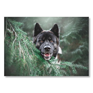 Akita Kahverengi Siyah Köpek Ve Çam Yaprakları Mdf Ahşap Tablo 35x50 cm