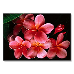 Büyük Kırmızı Yapraklı Plumeria Çiçeği Mdf Ahşap Tablo 50x70 cm