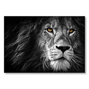 Yalnız Kral Erkek Aslan Yakın Portre Siyah Beyaz Mdf Ahşap Tablo 50x70 cm