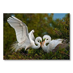 Birbirine Kur Yapan Ak Balıkçıl Kuşları Mdf Ahşap Tablo 35x50 cm