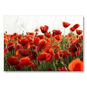 Çayırda Kırmızı Gelincikler Mdf Ahşap Tablo 50x70 cm