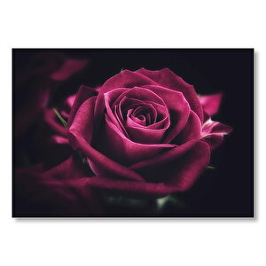 Kırmızı Kadife Gül Yakın Çekim Karanlık Arka Plan Mdf Ahşap Tablo 25x35 cm