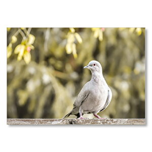 Kütük Üzerinde Gri Kumru Flu Arka Plan Mdf Ahşap Tablo 50x70 cm