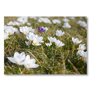 Çayırda Beyaz Çiğdem Çiçekleri Mdf Ahşap Tablo