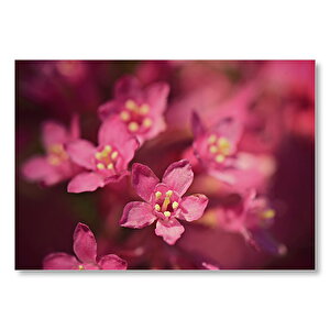 Sarı Tohumlu Kırmızı Çiçekler Yakın Çekim Mdf Ahşap Tablo 35x50 cm