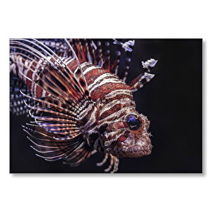 Aslan Balığı Yakın Çekim Karanlık Arka Plan Mdf Ahşap Tablo 25x35 cm