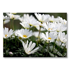 Taçlı Beyaz Dağ Laleleri Yakın Çekim Mdf Ahşap Tablo 50x70 cm