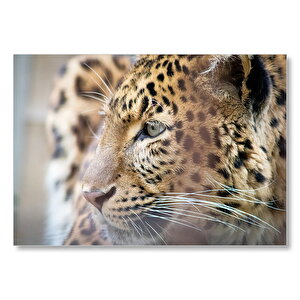 Muhteşem Güzellikteki Leopar Yakın Çekim Mdf Ahşap Tablo 35x50 cm