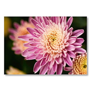Sarı Ve Pembe Çiçek Yakın Çekim Flu Arka Plan Mdf Ahşap Tablo 35x50 cm