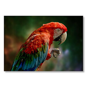 Kırmızı Mavi Papağan Ve Pençesi Flu Arka Plan Mdf Ahşap Tablo 50x70 cm