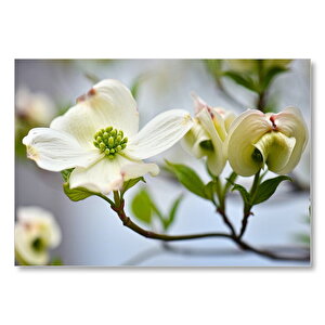 Dallar Beyaz Çiçekler Yeşil Tohumlar Yakın Çekim Mdf Ahşap Tablo 25x35 cm