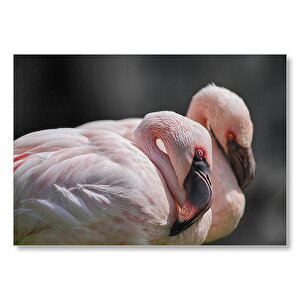 Uyuklayan Bir Çift Flamingo Mdf Ahşap Tablo 35x50 cm