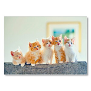 Koltukta Yanyana Sarı Beyaz Renkli 5 Kedi Mdf Ahşap Tablo 50x70 cm