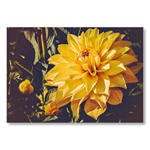 Sarı Yıldız Çiçeği Yakın Çekim Mdf Ahşap Tablo 50x70 cm
