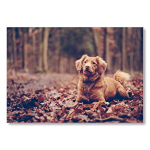 Sonbahar Yaprakları Üzerinde Oturan Kahverengi Köpek Mdf Ahşap Tablo 35x50 cm