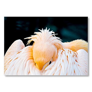 Kanatları Arasına Gömülmüş Pelikan Yakın Çekim Mdf Ahşap Tablo 25x35 cm