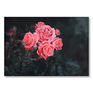 Bir Arada Pembe Güller Mdf Ahşap Tablo 35x50 cm