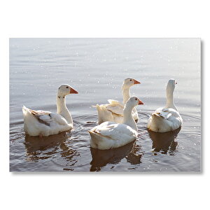 Gölde Süzülen Kazlar Ve Güneş Işıkları Mdf Ahşap Tablo 50x70 cm