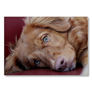 Sevimli Kahverengi Köpek Yakın Çekim Mdf Ahşap Tablo 25x35 cm