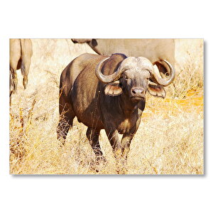 Afrika Bozkırında Bufalo Ve Kuru Otlar Mdf Ahşap Tablo 25x35 cm