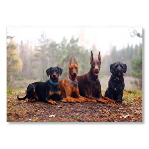 Sonbahar Yaprakları Üzerindeki 4 Köpek Mdf Ahşap Tablo 25x35 cm