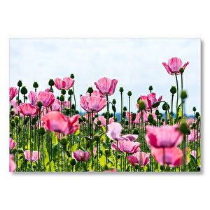 Çayırda Pembe Gelincikler Ve Gökyüzü Mdf Ahşap Tablo 50x70 cm