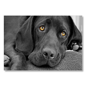 Kara Labrador, Üzgün Köpek Mdf Ahşap Tablo 35x50 cm