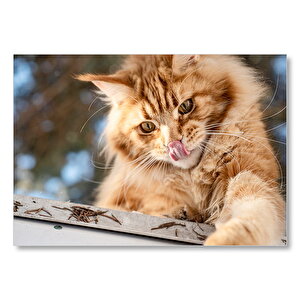 Yalanan Sarı Sevimli Kedi Mdf Ahşap Tablo 25x35 cm