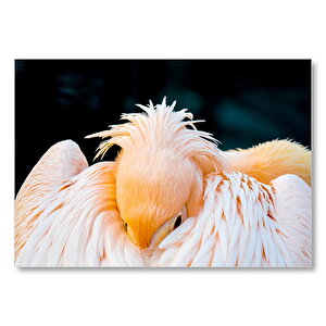 Kanatları Arasına Gömülmüş Pelikan Yakın Çekim Mdf Ahşap Tablo 50x70 cm