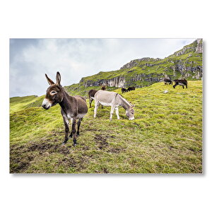 Yeşil Tepelerde Otlayan Eşekler Mdf Ahşap Tablo 35x50 cm