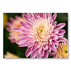 Sarı Ve Pembe Çiçek Yakın Çekim Flu Arka Plan Mdf Ahşap Tablo 50x70 cm