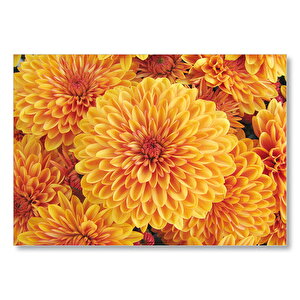 Turuncu Yıldız Çiçekleri Mdf Ahşap Tablo 25x35 cm