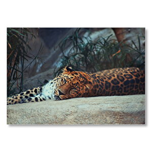 Kayanın Üzerinde Dinlenen Uykulu Jaguar Mdf Ahşap Tablo 50x70 cm