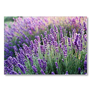Lavanta Tarlası Yakın Çekim Detay Mdf Ahşap Tablo 35x50 cm