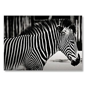Benzersiz Deseniyle Zebra Yakın Çekim Mdf Ahşap Tablo 50x70 cm