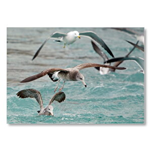 Martılar Ve Dalgalı Deniz Arka Plan Mdf Ahşap Tablo 50x70 cm