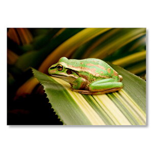 Yaprak Üzerinde Dinlenen Yeşil Kurbağa Mdf Ahşap Tablo