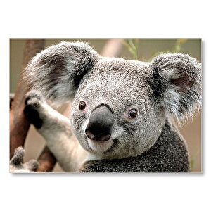 Ağaçtaki Sevimli Koala Yakın Çekim Mdf Ahşap Tablo 35x50 cm